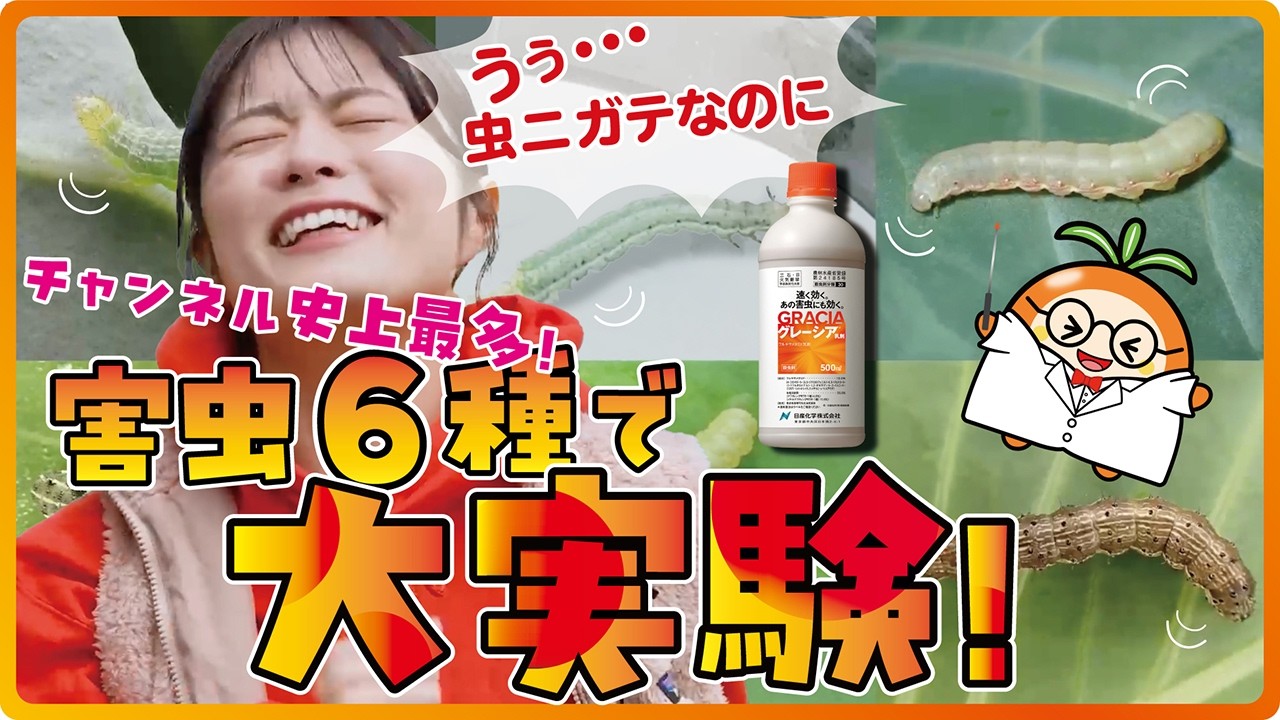 グレーシア乳剤は本当に幅広い害虫に効くのか？様々なチョウ目害虫への効果を研究所で確認！