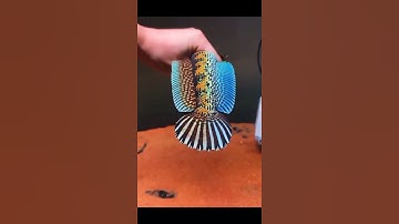 Thumbnail of Spesial Channa Auranti Marculanta Gondrong warna ngejrengg