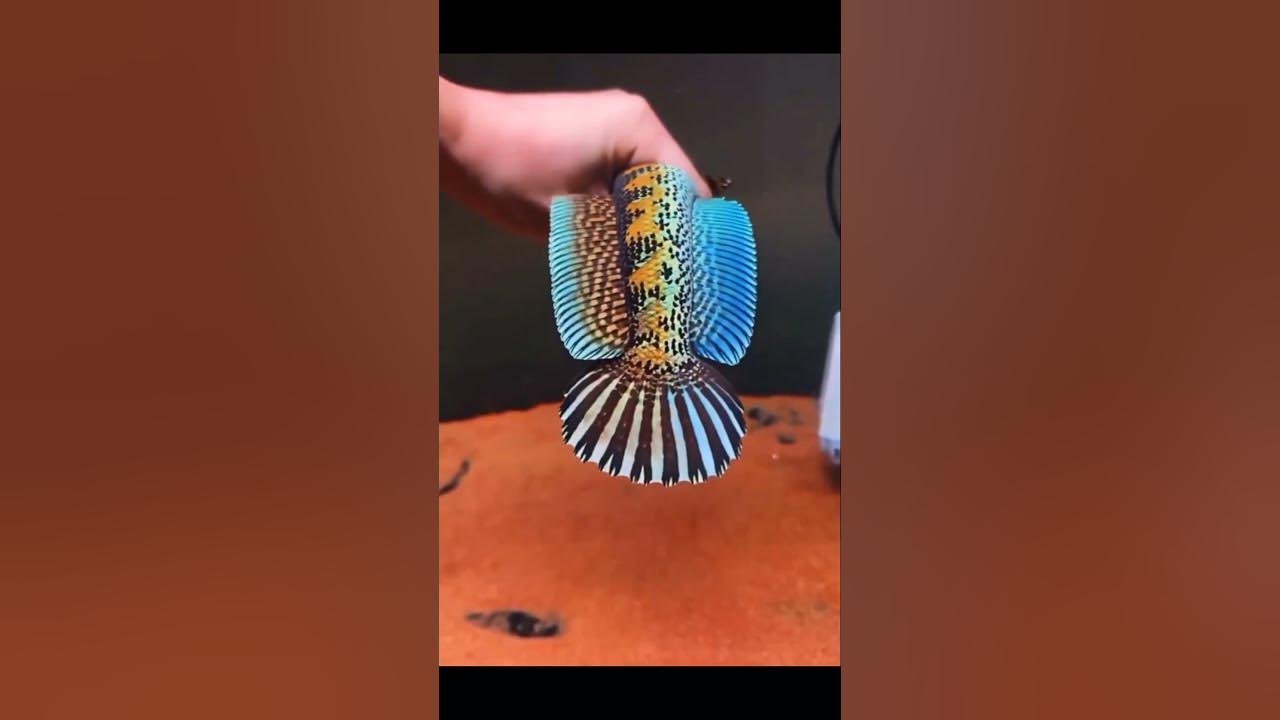 Spesial Channa Auranti Marculanta Gondrong warna ngejrengg