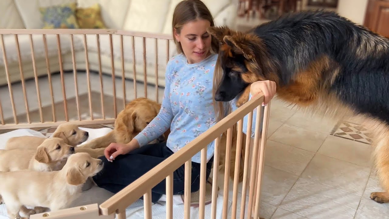 german-shepherd-meets-puppies-for-the-first-time-youtube