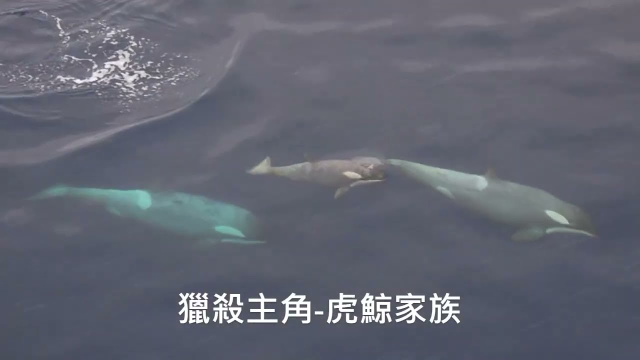 🇦🇶Antarctica Wildlife Part II-Sea Mammals🐬🦭🐳🐋 – Pukema Go！跟著普克媽世界走透透