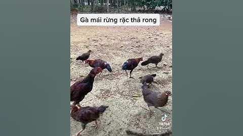 Gà mái rừng rặc thả rong