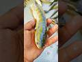 ✅😍Wild River Fishing – Full Action Video🐠