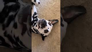 Sometimes she’s a weirdo…#dalmatian #dalmatiner #cutedog #funnydog #puppylife #funnypets #doglove