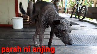 anjing gatal gatal dan bulunya rontok parah