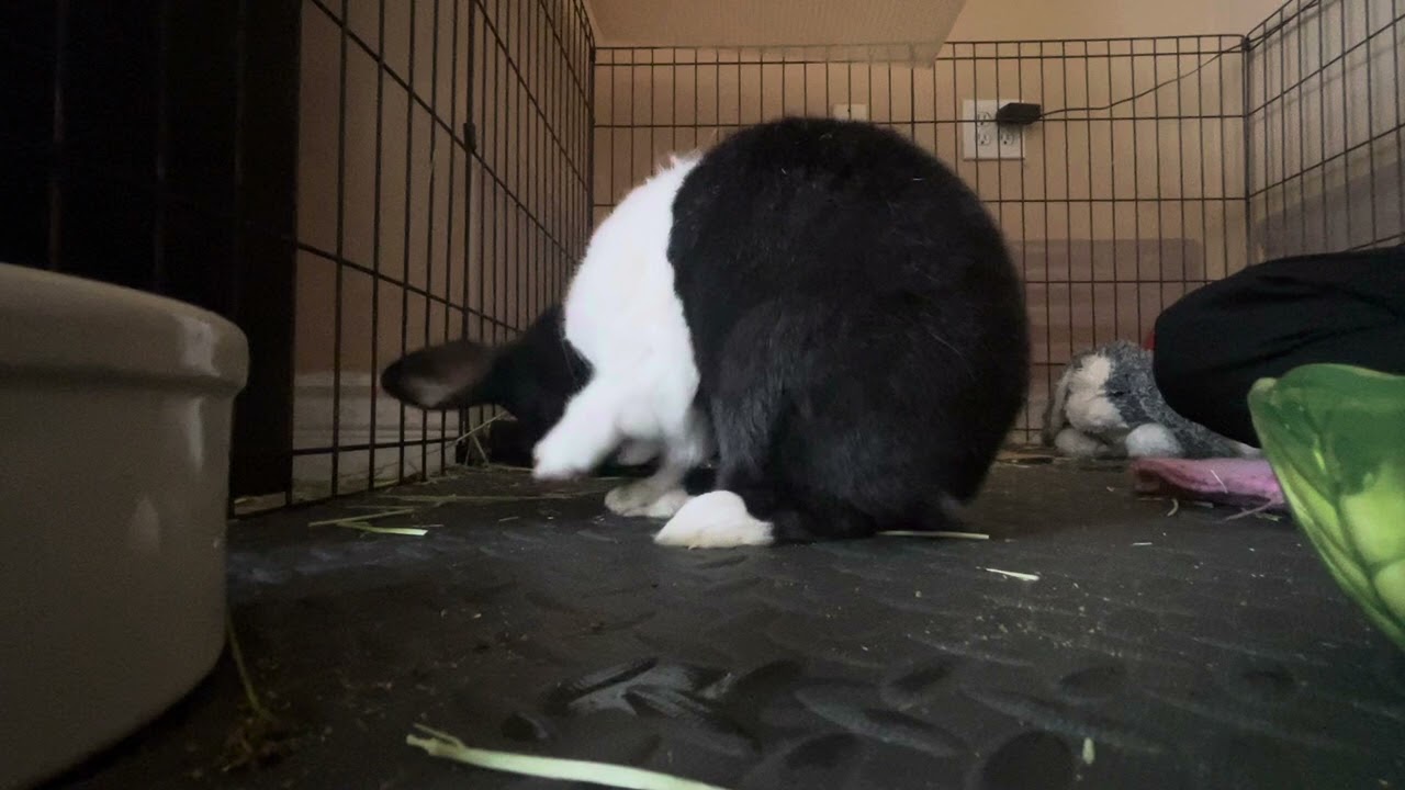BUNNY CLEANING & GROOMING HIMSELF - PANDA CHRONICLES