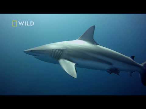 Wideo: Czy W Morzu Czarnym Są Rekiny?