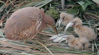 The fish are too big for the baby birds to eat | 3 days