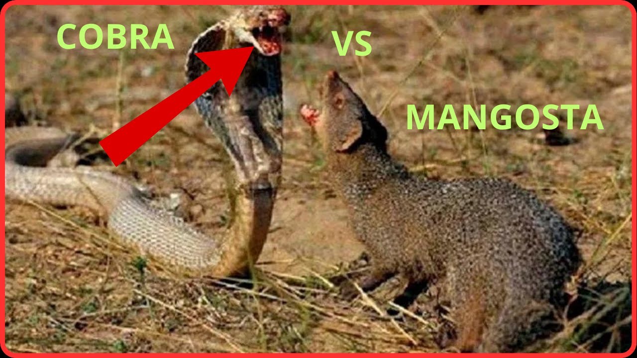 MANGOSTA VS COBRA COMBATE A MUERTE YouTube
