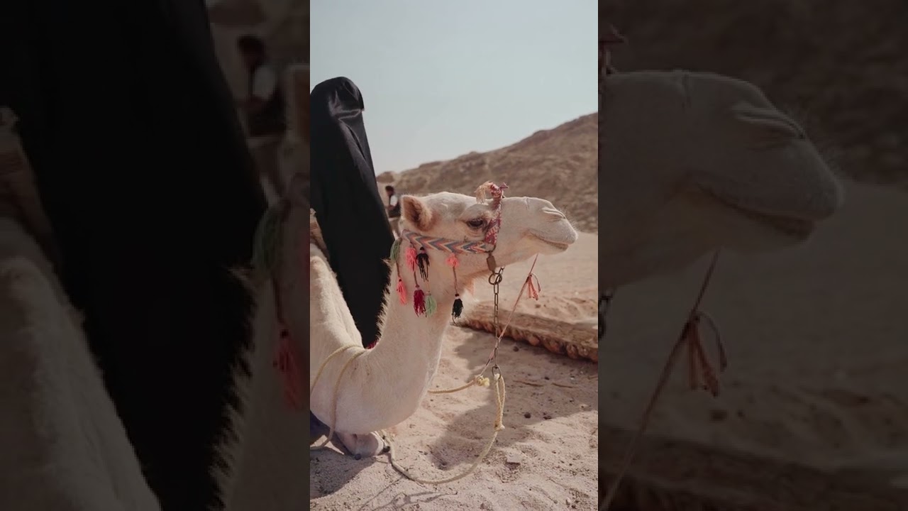 The Kalahari Desert Is Located In Which Continent?