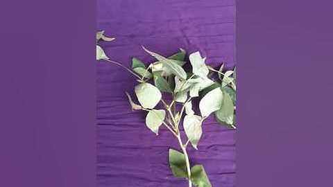 Root nodules of black eye beans