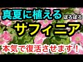 真夏に植える『ぼろぼろ』のサフィニア。『絶対復活』させます❗️