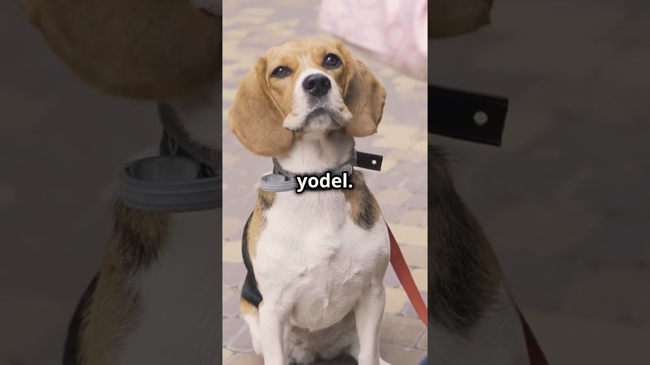 Beagles 101: Everything You Need to Know!