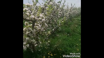 سورة الفاتحة :بصوت القارئ هزاع البلوشي