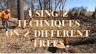 Using 2 different tree cutting techniques on 2 different trees