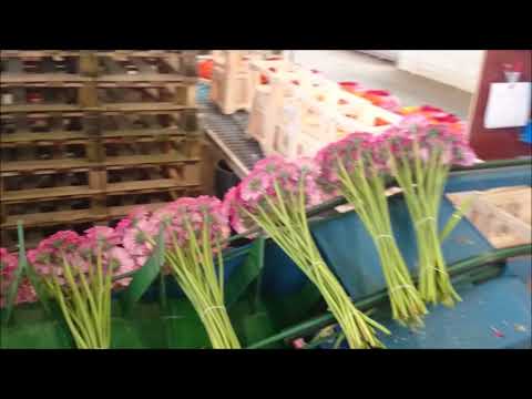 Video: Gerberas: Sorter, Vård