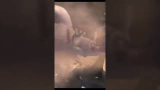Ice Age 3 Rudy Death Cliff
