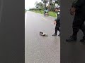 Police rescue sloth on the road image