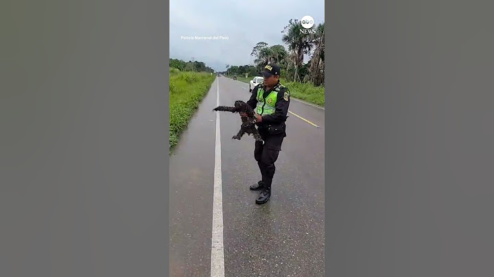 Police rescue sloth on the road