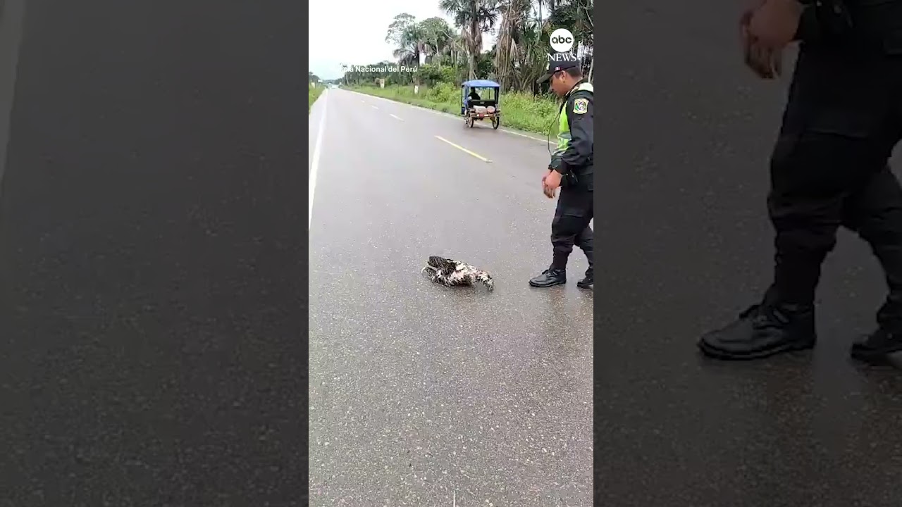 Police rescue sloth on the road Police rescue sloth on the road