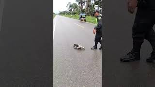 Police rescue sloth on the road screenshot 2