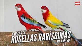 One of the GREATEST ROSELLA BREEDER in the WORLD in ÁUSTRIA!