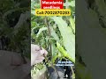 "Premium Macadamia Seedlings for Healthy Growth 🌱 #Macadamia#Farming #NutTrees#Agriculture#arunachal