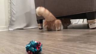 Riceball's New Favorite Toy -  Mylar Crinkle Ball by AngryRiceball 725 views 5 years ago 1 minute, 17 seconds