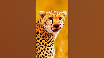 Big Cat Family/ Lion,Leopard,Tiger #subscribe #shortsfeed #shorts #short #viral #lion #youtubeshorts