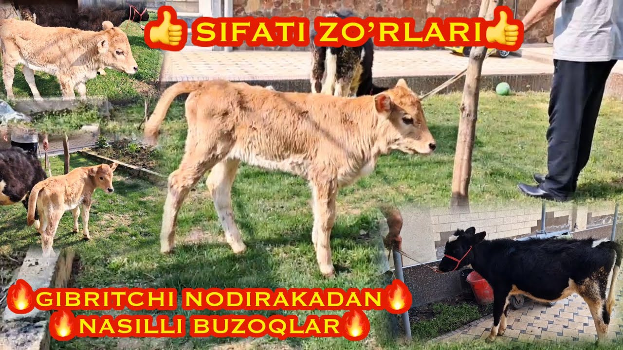 🔥GIBRITCHI NODIRAKADAN NASILLI BUZOQLAR SOTUVDA 🔥TOSHKENT 97 774 92 99