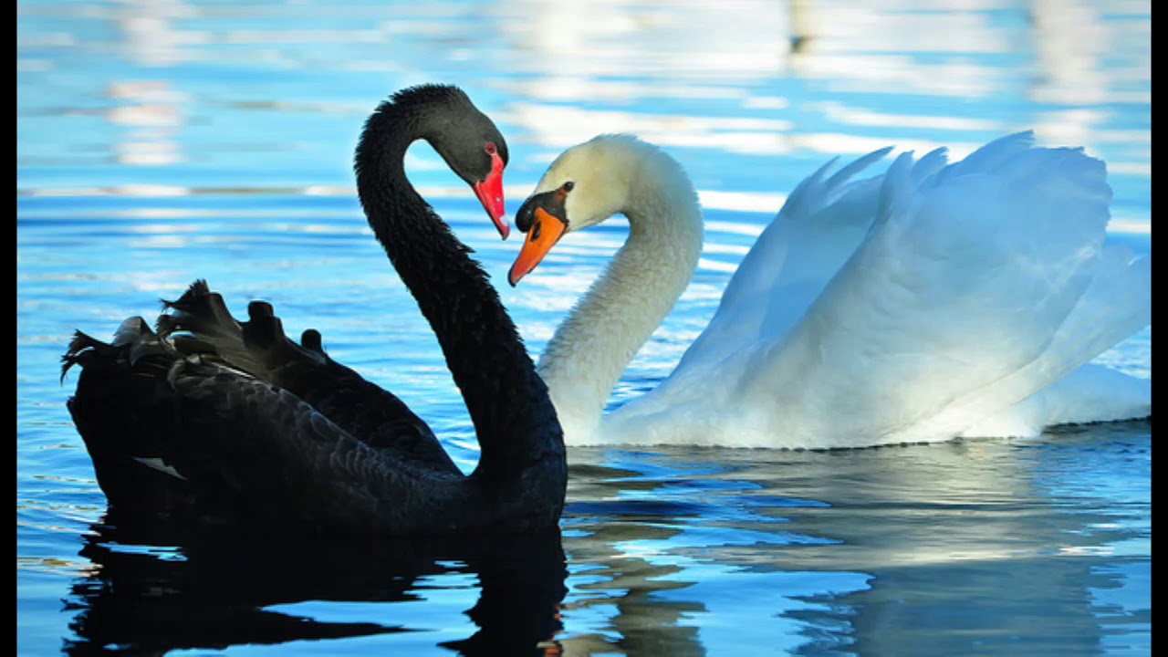 Martina Iacopino - Il cigno bianco, il cigno nero 