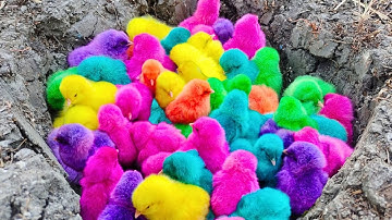 Menangkap ayam lucu, ayam warna warni, bebek angsa, kelinci, ikan lele, hamster, kura-kura, animal#5
