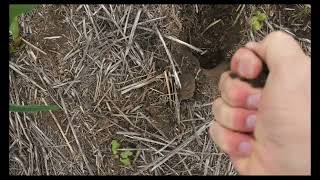А как там кукуруза? No-till 10.06.2025