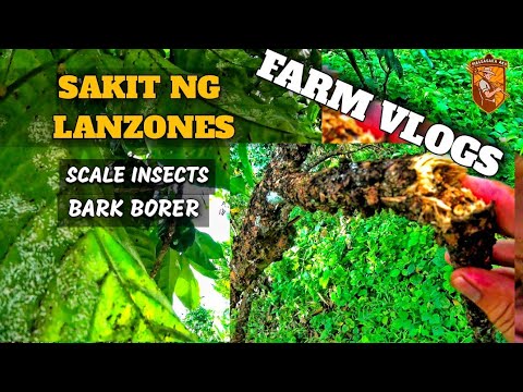 Video: Tree Borer Insects - Paano Matukoy ang mga Tree Borer