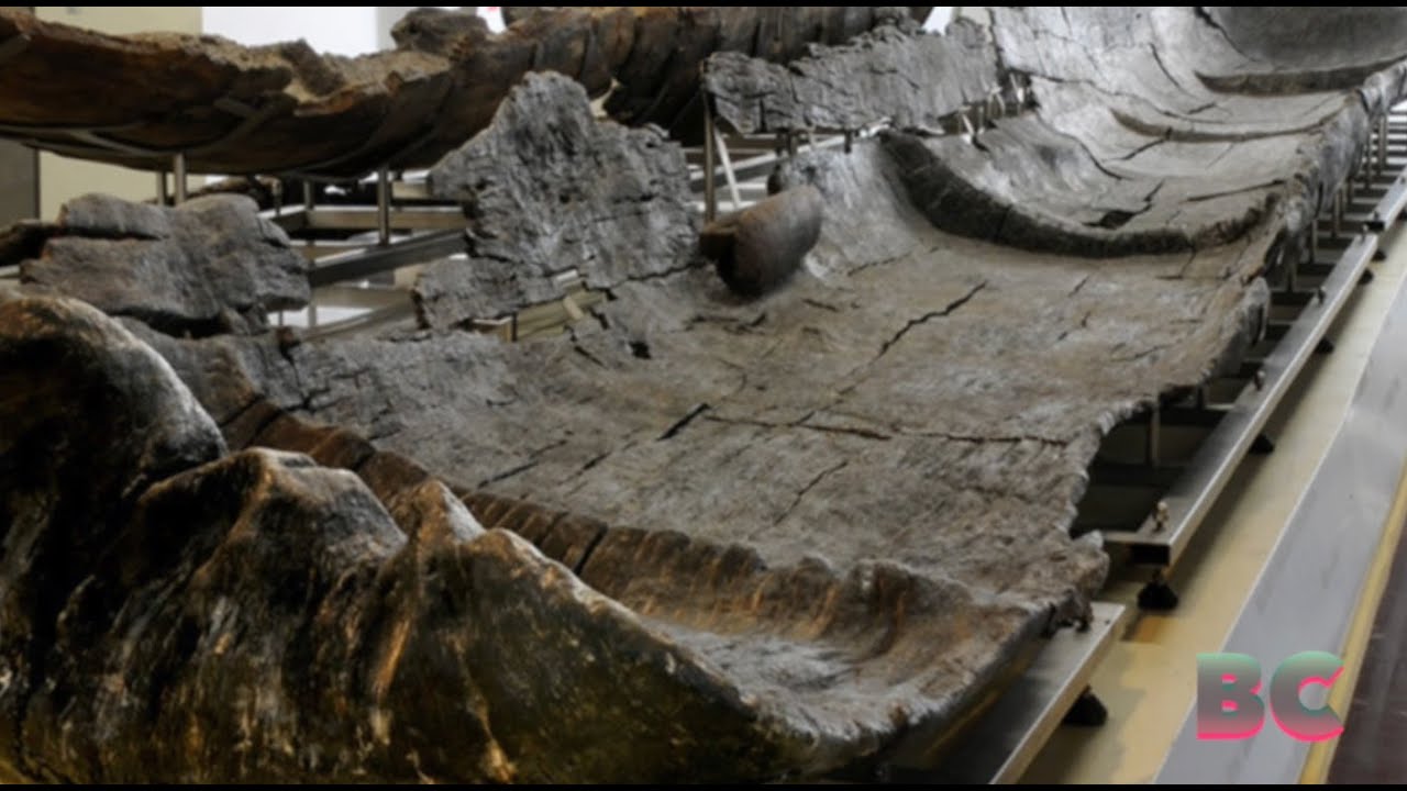 Neolithic boats that traversed the Mediterranean 7,000 years ago ...