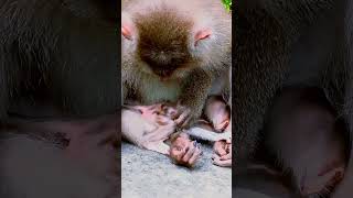 Welcome to the new monkeys just 4 day old. Meata baby so cute #monkey