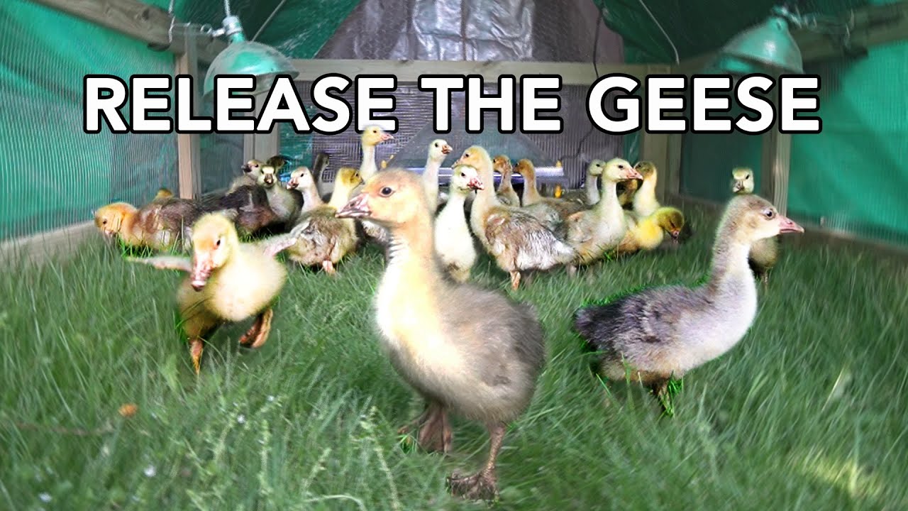 My Goslings Outgrew Their Brooder - YouTube