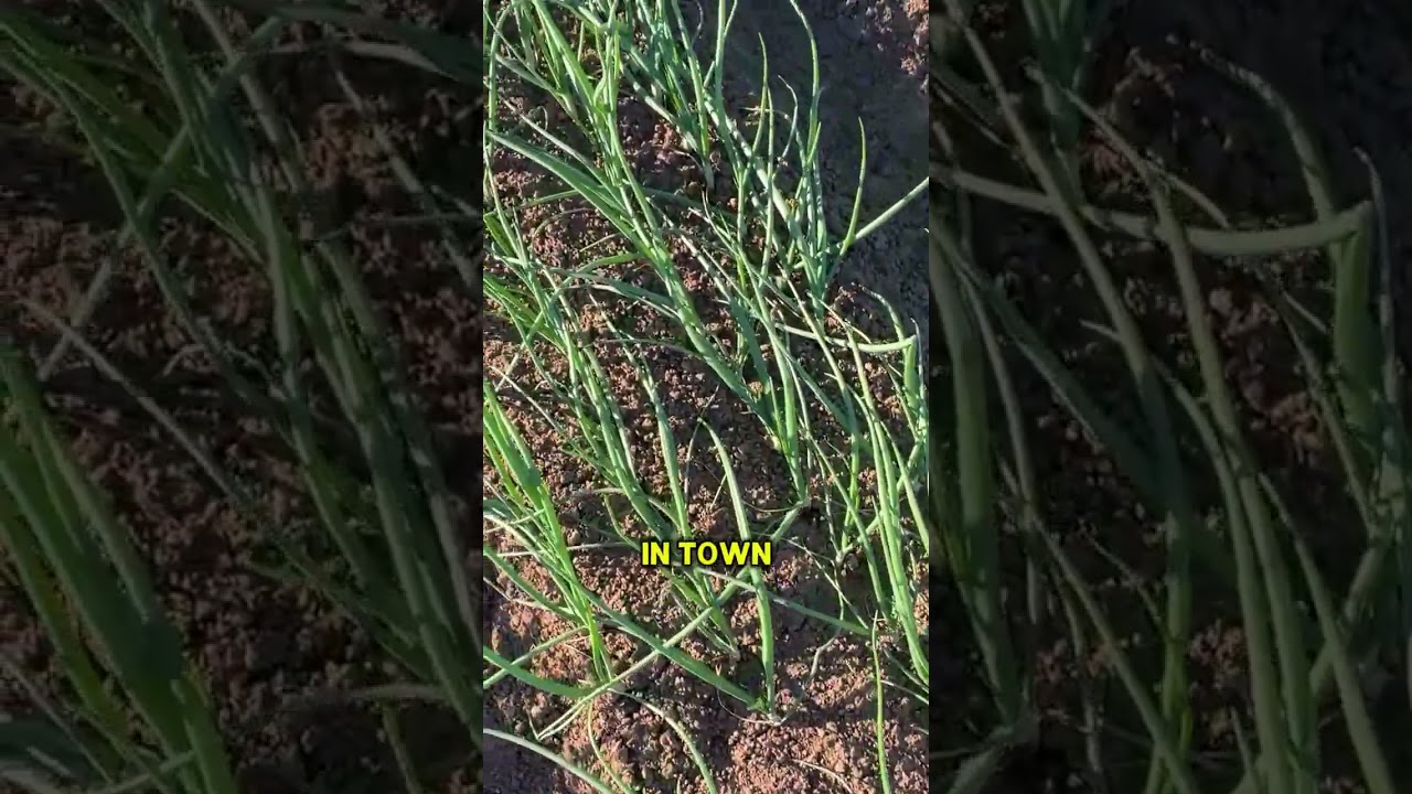 Red Onion Harvest in the Imperial Valley #CaliforniaAg