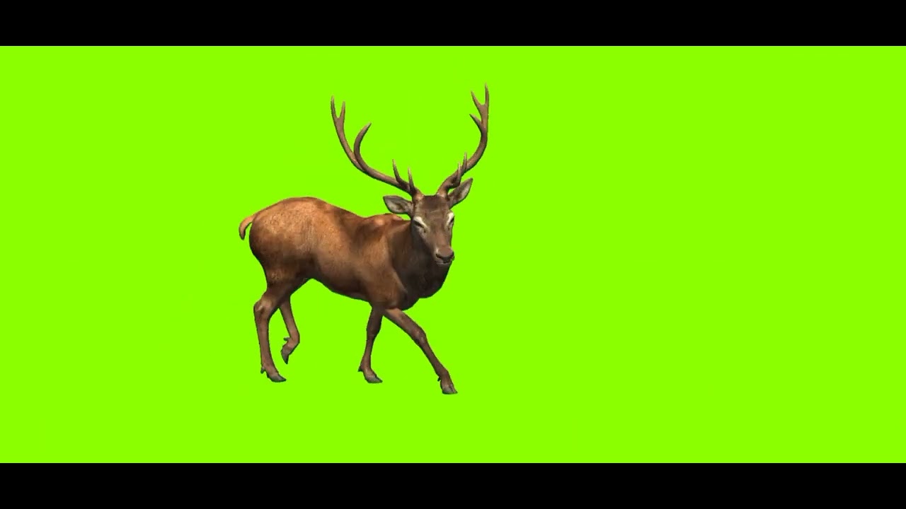 Green Screen Deer Side Walk | Green Screen Deer | 