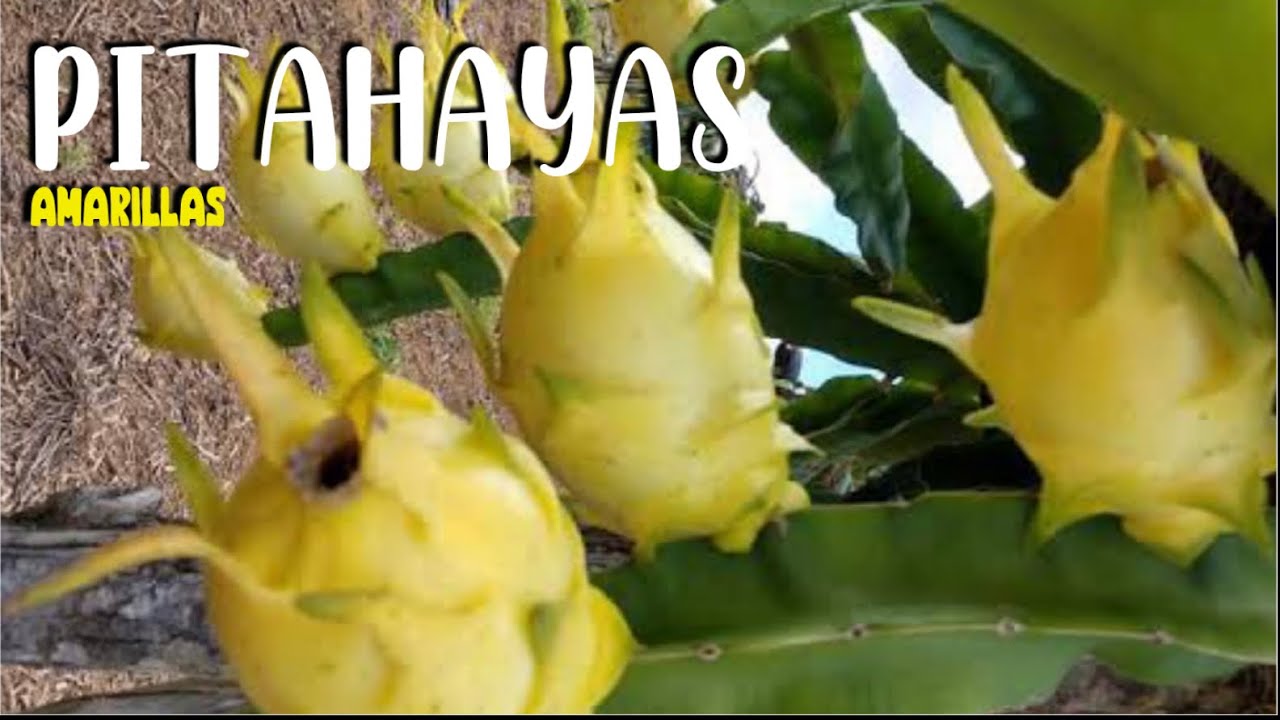 🌵 PITAHAYAS AMARILLAS PALORA ECUATORIANA Y GOLDEN ISIS.