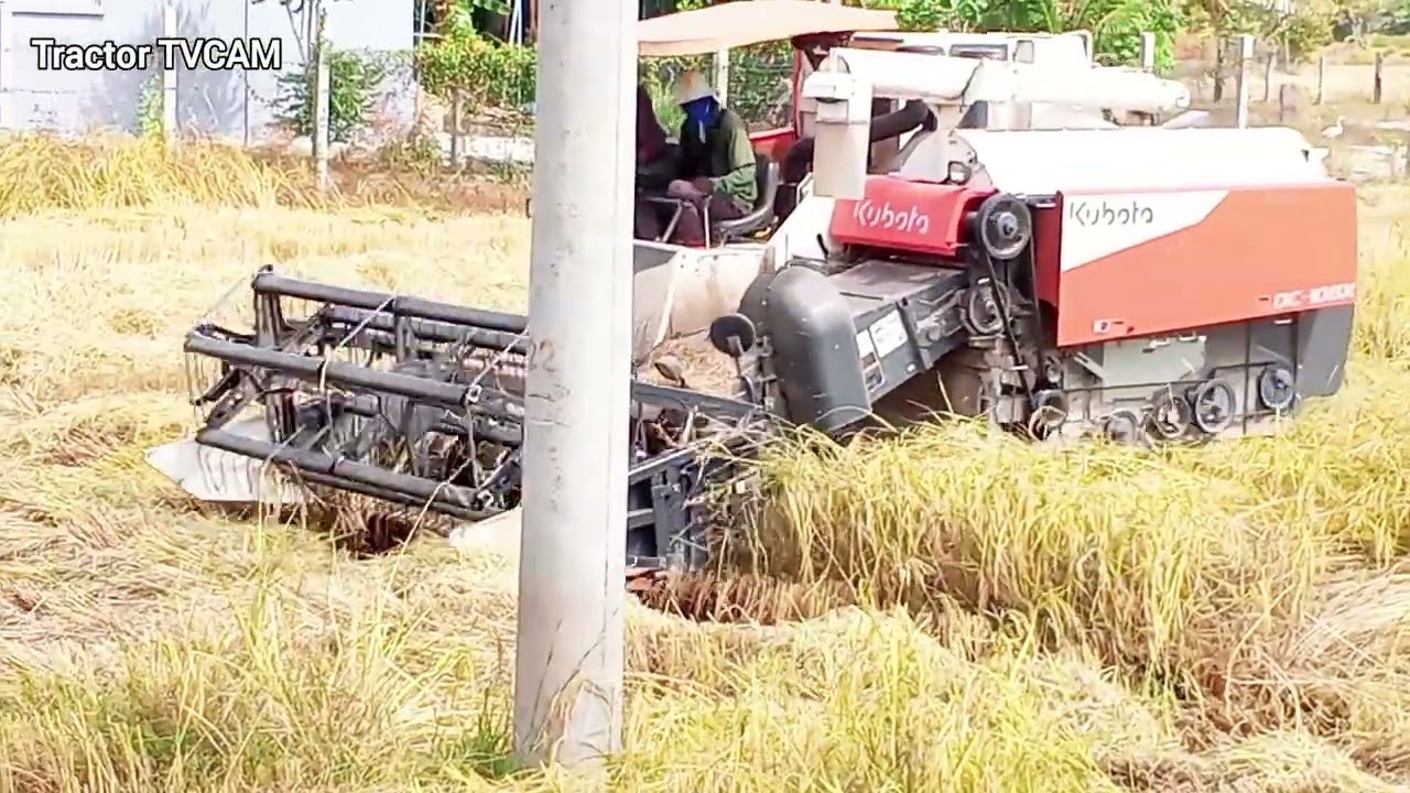Watch Powerful of Tractor Kubota DC108x Harvest Rice Field Fast!