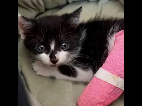 tnr informatique FARRAH - GIVINGTUESDAY