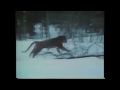 Siberian tiger vs wolves