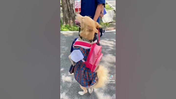 #น้อง​หมา​น่ารัก​#น่าจะไปโรงเรียน​นะ#🤣​