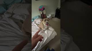 The dog pack how different breeds react #dogshorts