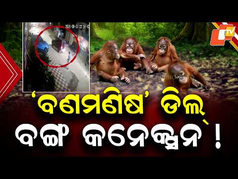 Special Story: 5 Orangutans, Digha Hotel & Black-Coloured Vehicle | STF Probes Bengal Link