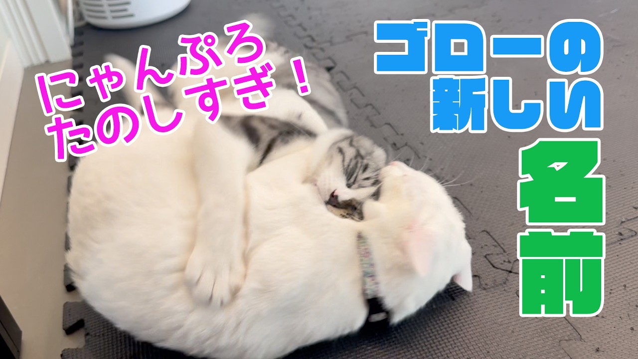 ☆ちゃちゃ☆ ついに発表】我が家に来た保護猫ゴローの新しい名前は…？さっそく