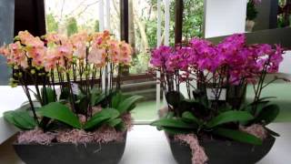 Copia di Olanda, tulipani, orchidee e mulini.