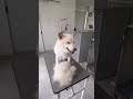 抜け毛もこもこ 柴犬シルバくんシャンプー #ナノバブル #トリミングサロン #ショート #ペットホテル #ぱくぱく #和歌山 #シャンプー #柴犬
