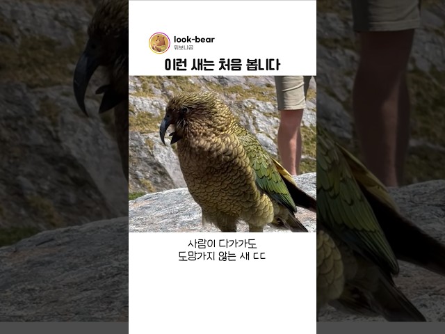 이 새가 사람을 무서워하지 않는 이유